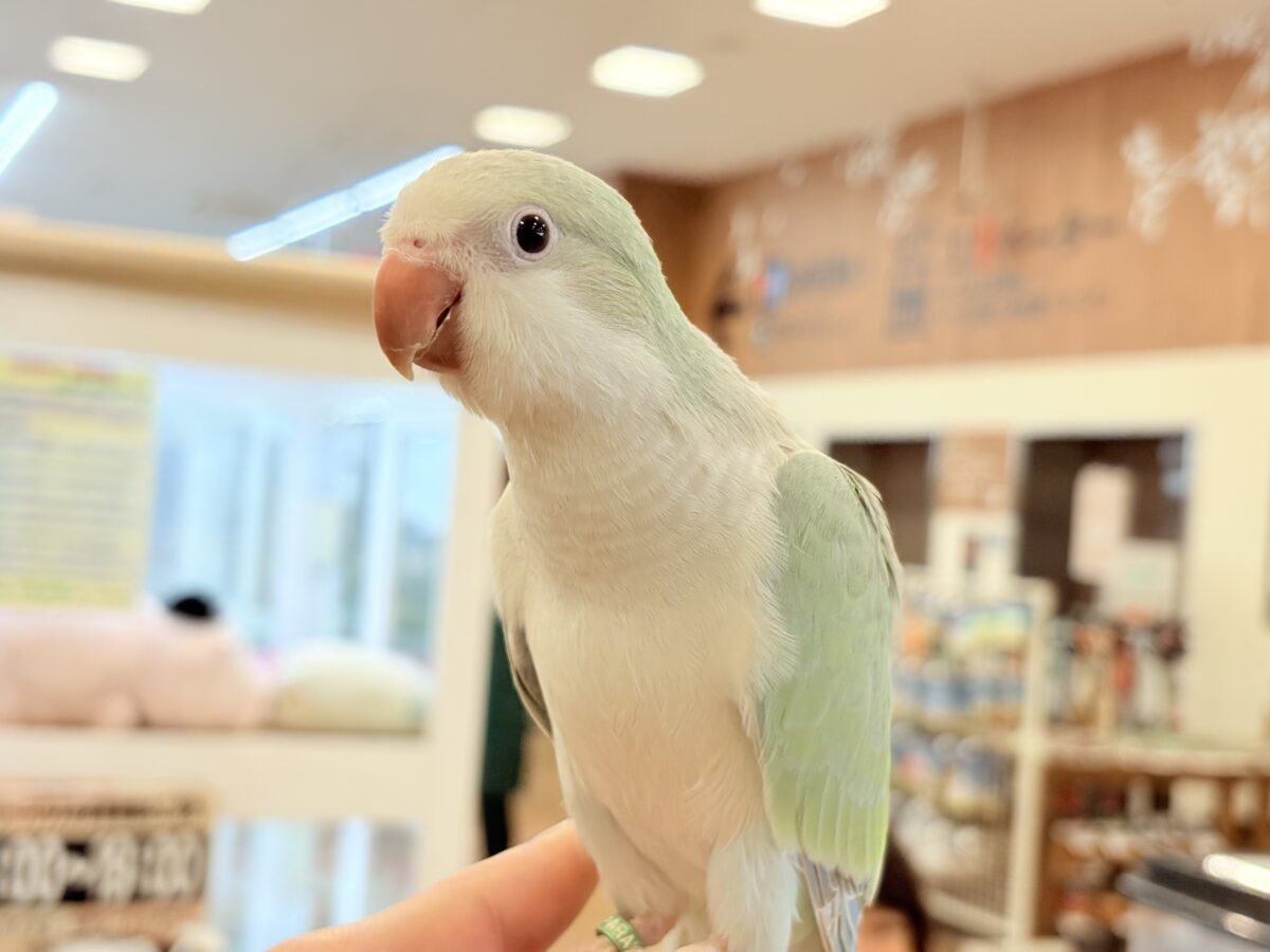 【最新画像更新🪄もうすぐひとり餌☆】来ったぞ♪来たぞ♬*°青リンゴ🐣🍏🫧オキナインコ(アクアブルーパリド) ヒナ オキナインコ