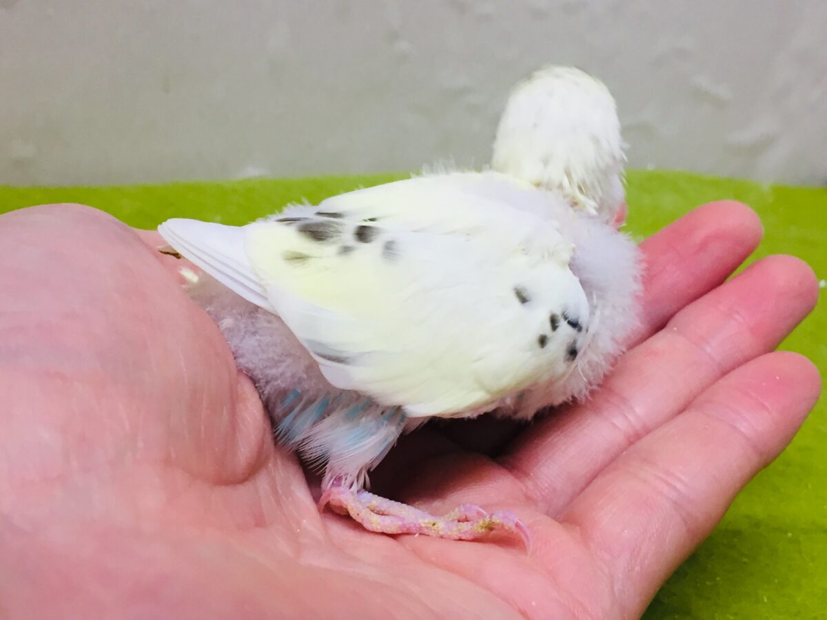 🌟🌟明るい色合いが魅力的🌟🌟 セキセイインコ(四色ハルクイン) セキセイインコ