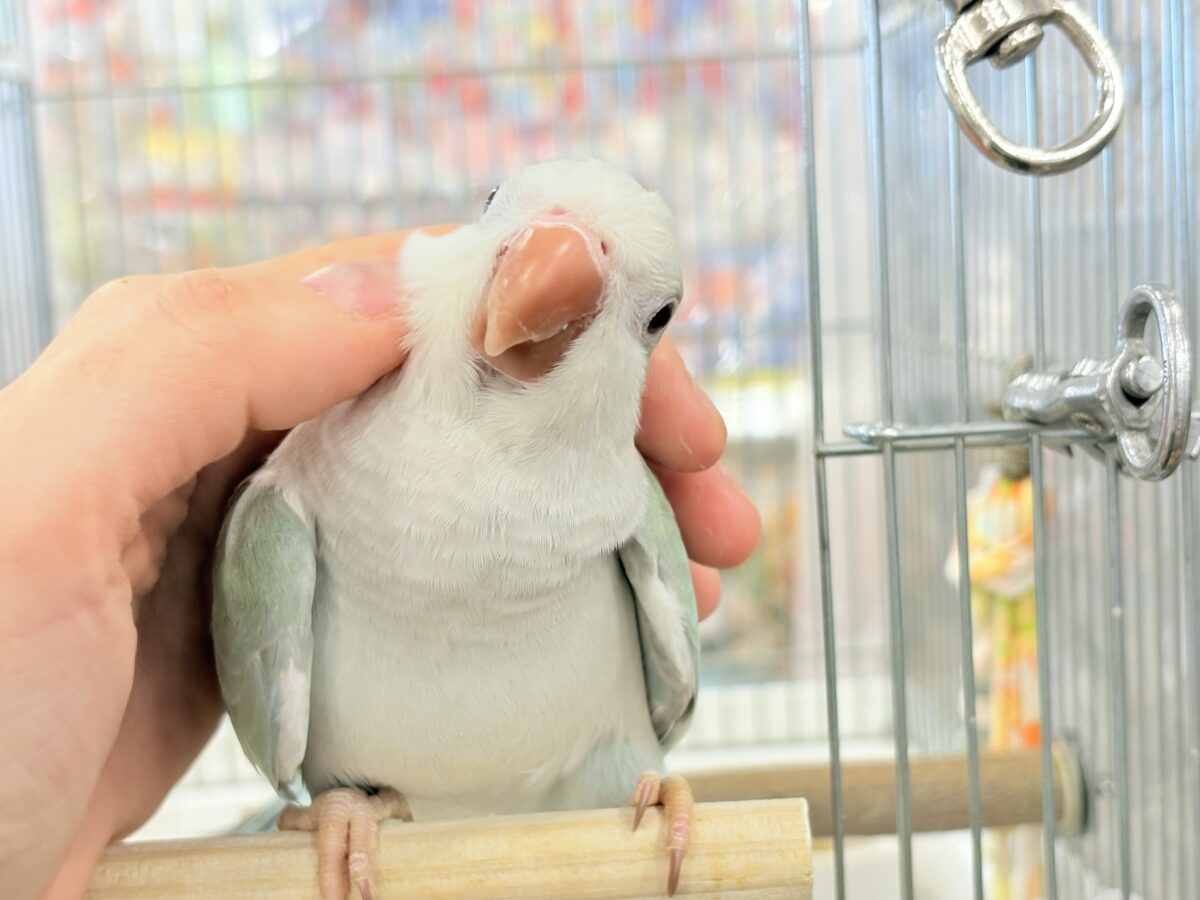 オキナインコ