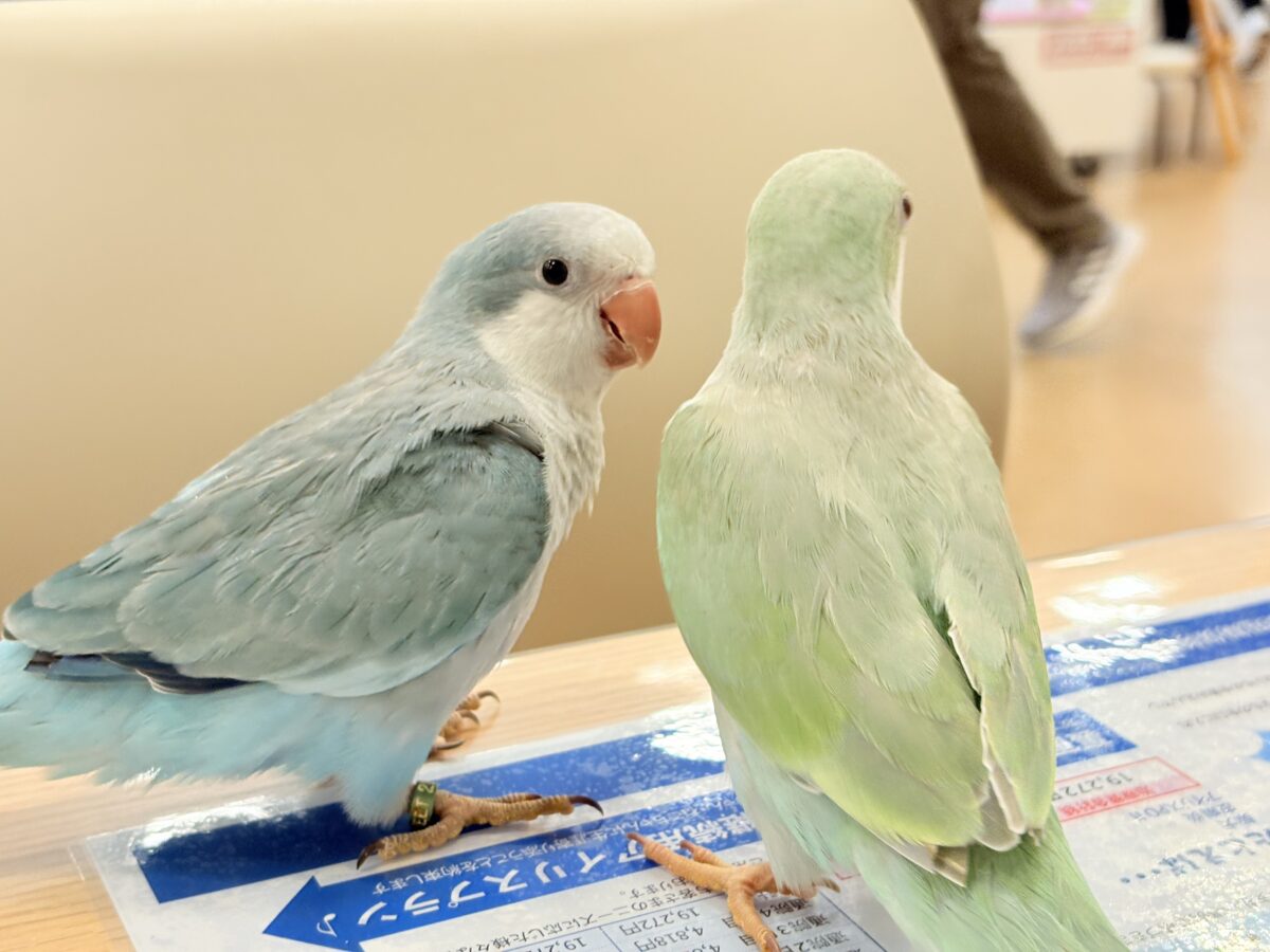 オキナインコ