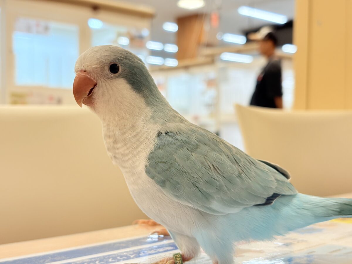 オキナインコ