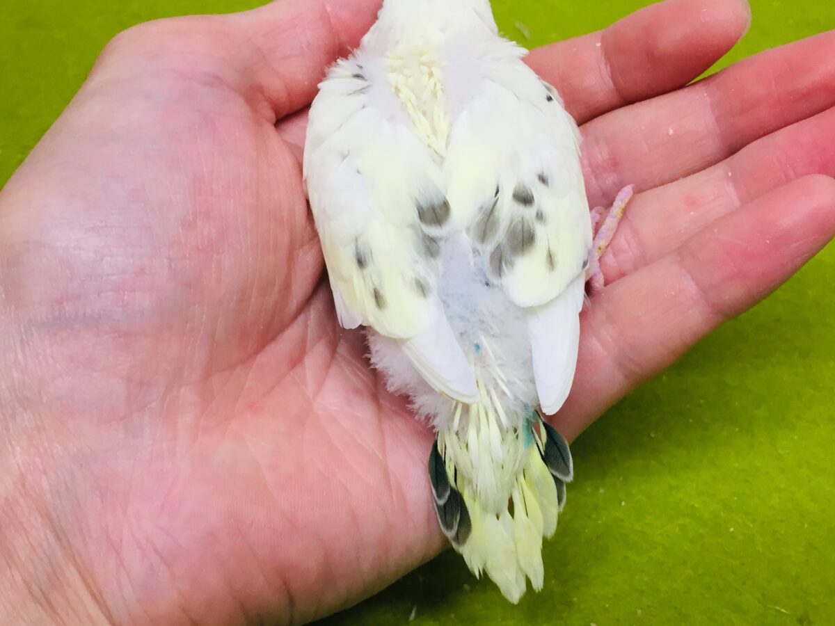🌟🌟明るい色合いが魅力的🌟🌟 セキセイインコ(四色ハルクイン) セキセイインコ