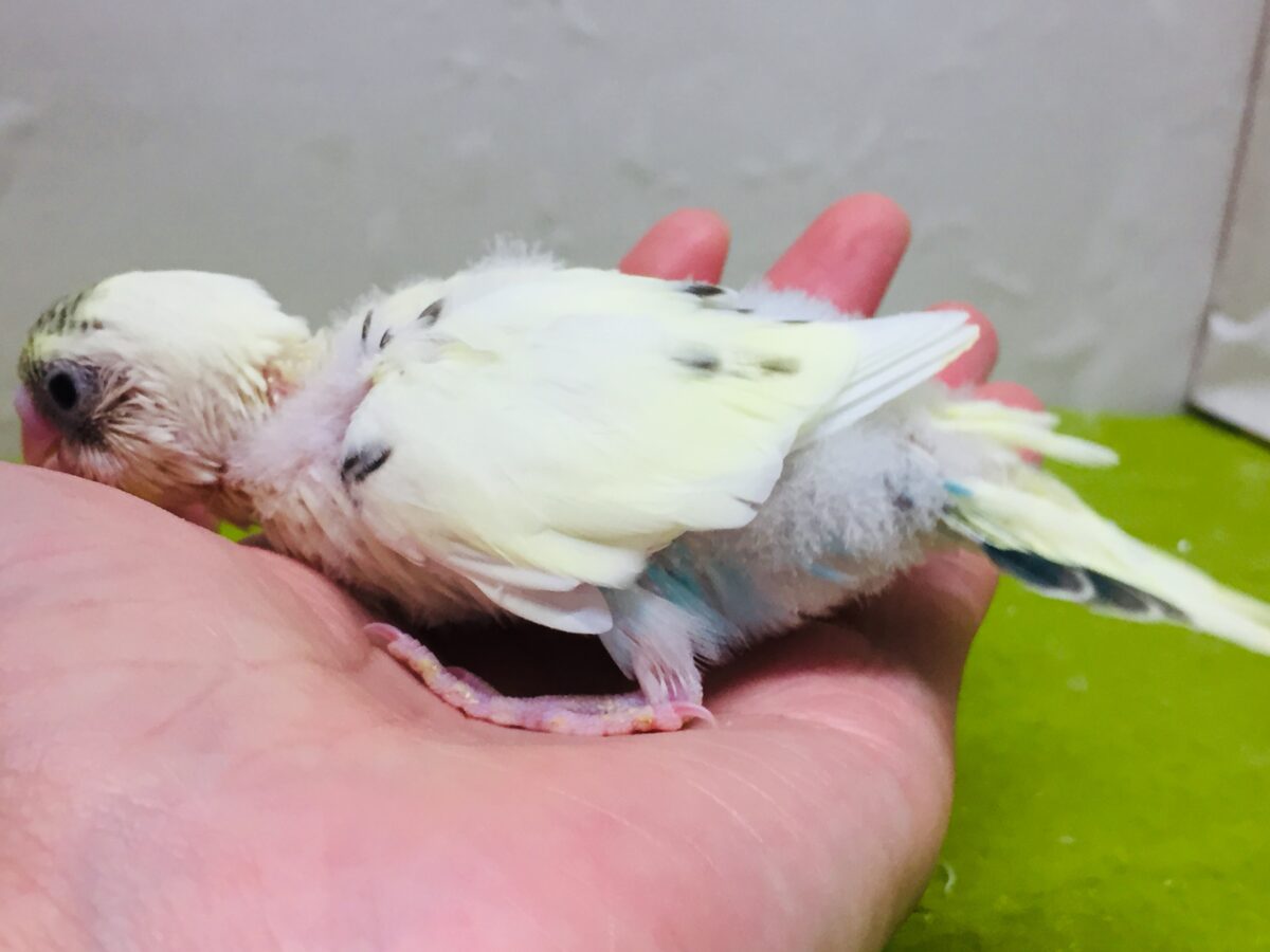 🌟🌟明るい色合いが魅力的🌟🌟 セキセイインコ(四色ハルクイン) セキセイインコ
