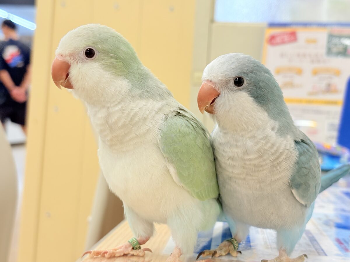 オキナインコ