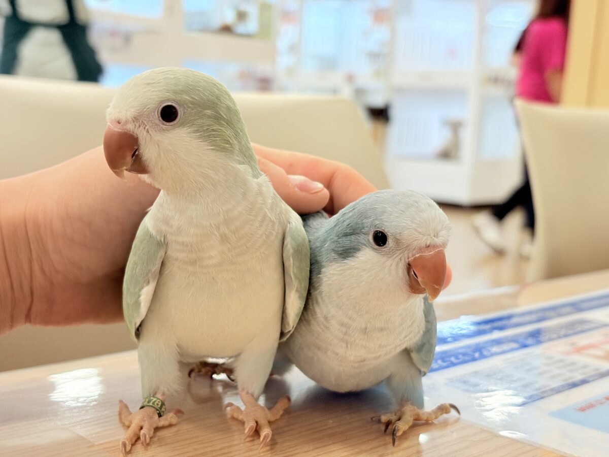 【最新画像更新🪄もうすぐひとり餌☆】十羽十色🪶🩵濃いめちゃんの魅力光る✨オキナインコ(ブルーオパーリン) ヒナ オキナインコ