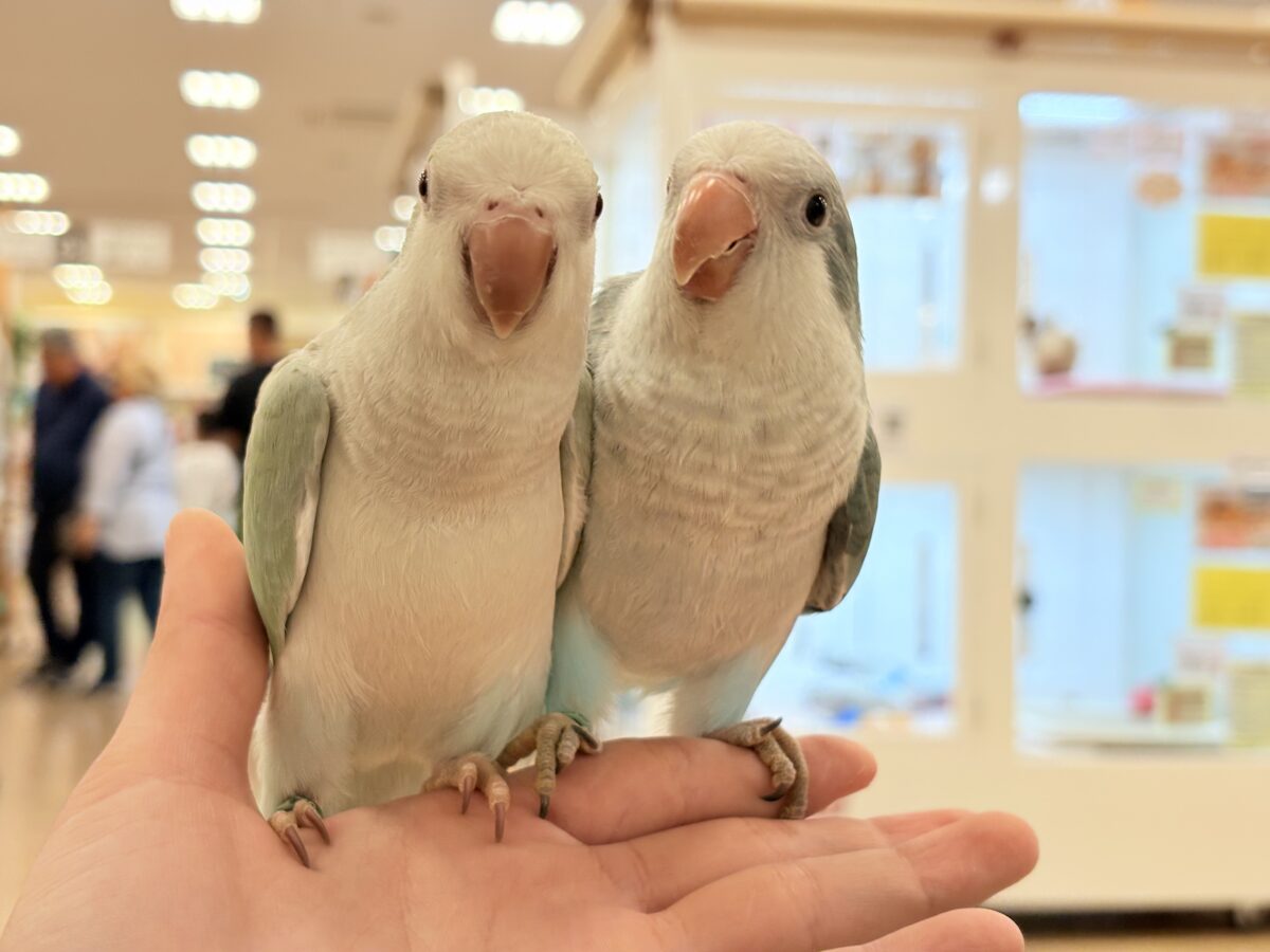 オキナインコ