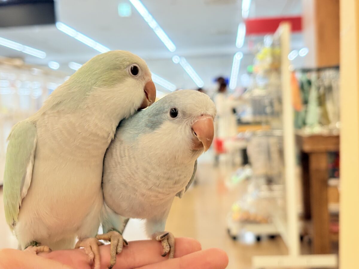 【最新画像更新🪄もうすぐひとり餌☆】来ったぞ♪来たぞ♬*°青リンゴ🐣🍏🫧オキナインコ(アクアブルーパリド) ヒナ オキナインコ