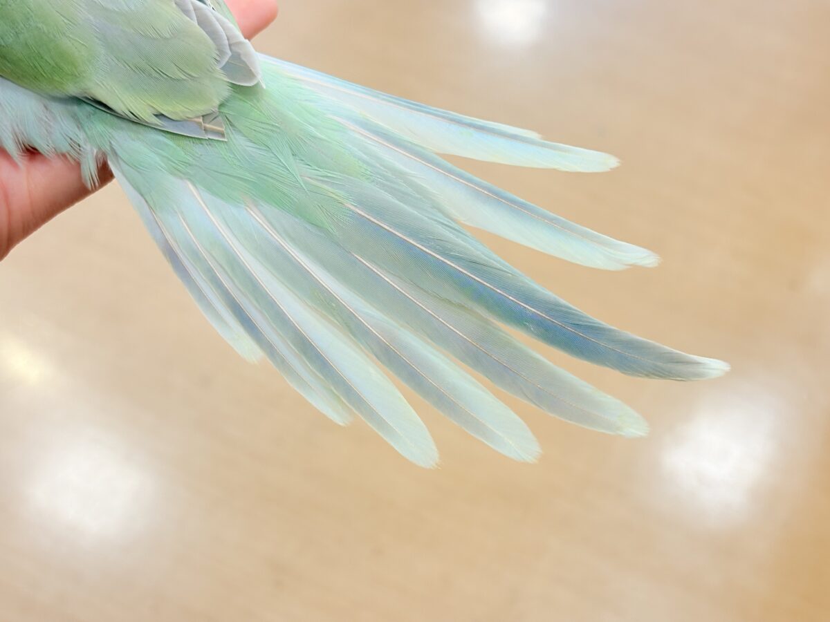 オキナインコ
