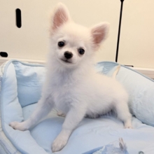 僕、嬉しくてニコニコしちゃうんだぁ😆かまって坊や参上✨チワワの男のコきました⭐️