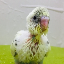 🌟🌟明るい色合いが魅力的🌟🌟　セキセイインコ（四色ハルクイン）