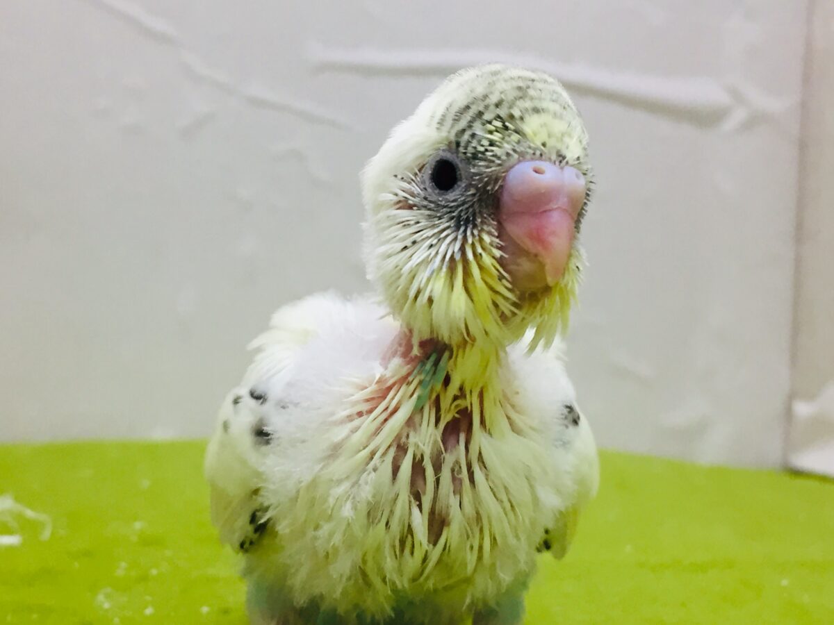 🌟🌟明るい色合いが魅力的🌟🌟 セキセイインコ(四色ハルクイン) セキセイインコ