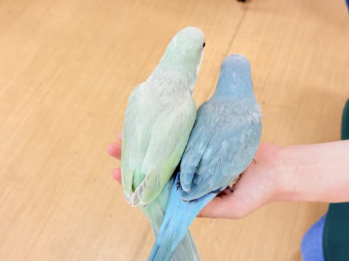 【最新画像更新🪄もうすぐひとり餌☆】来ったぞ♪来たぞ♬*°青リンゴ🐣🍏🫧オキナインコ(アクアブルーパリド) ヒナ オキナインコ
