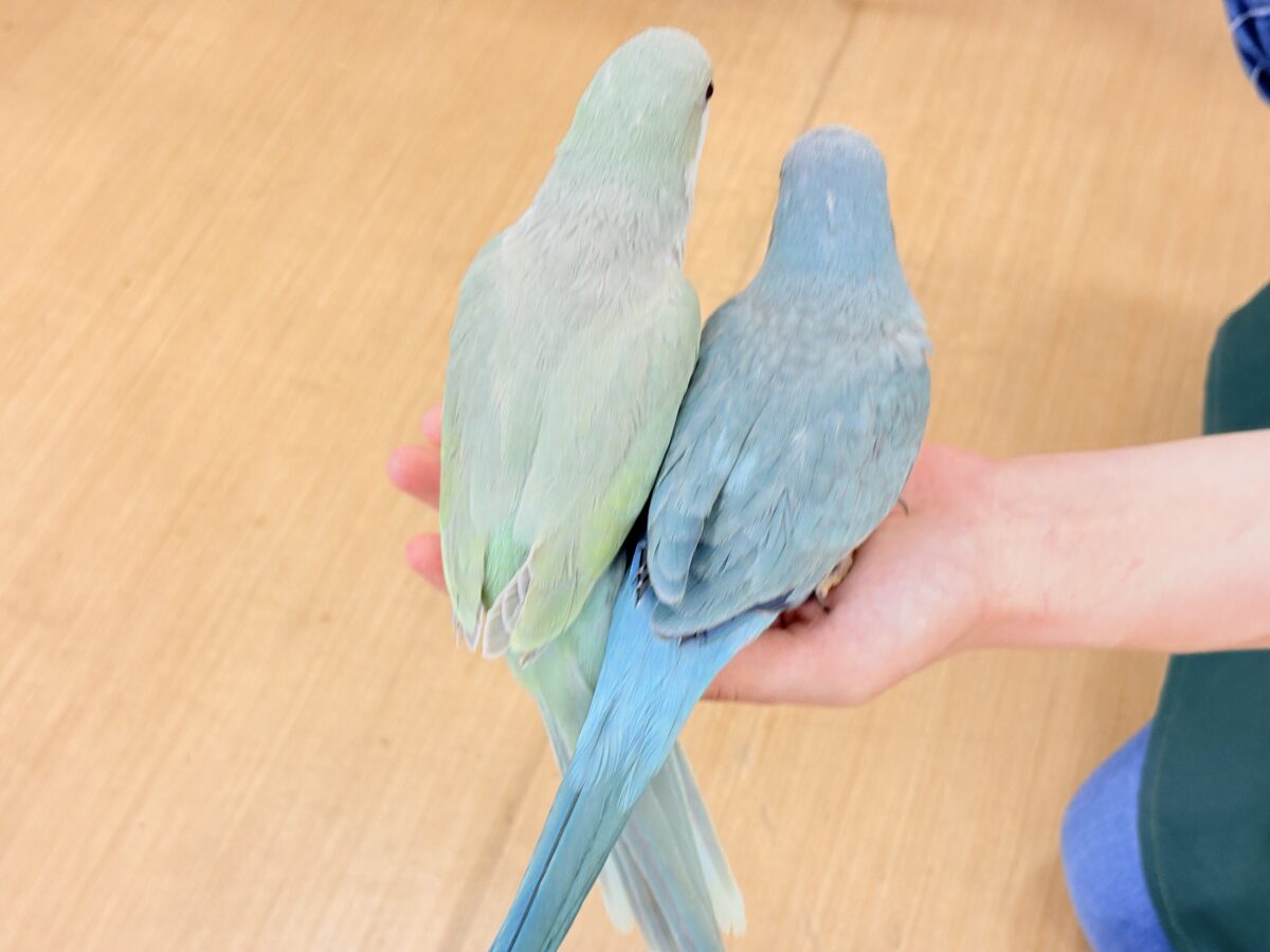 オキナインコ