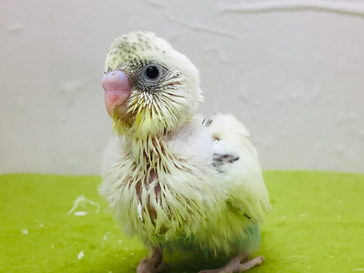 🌟🌟明るい色合いが魅力的🌟🌟 セキセイインコ(四色ハルクイン) セキセイインコ