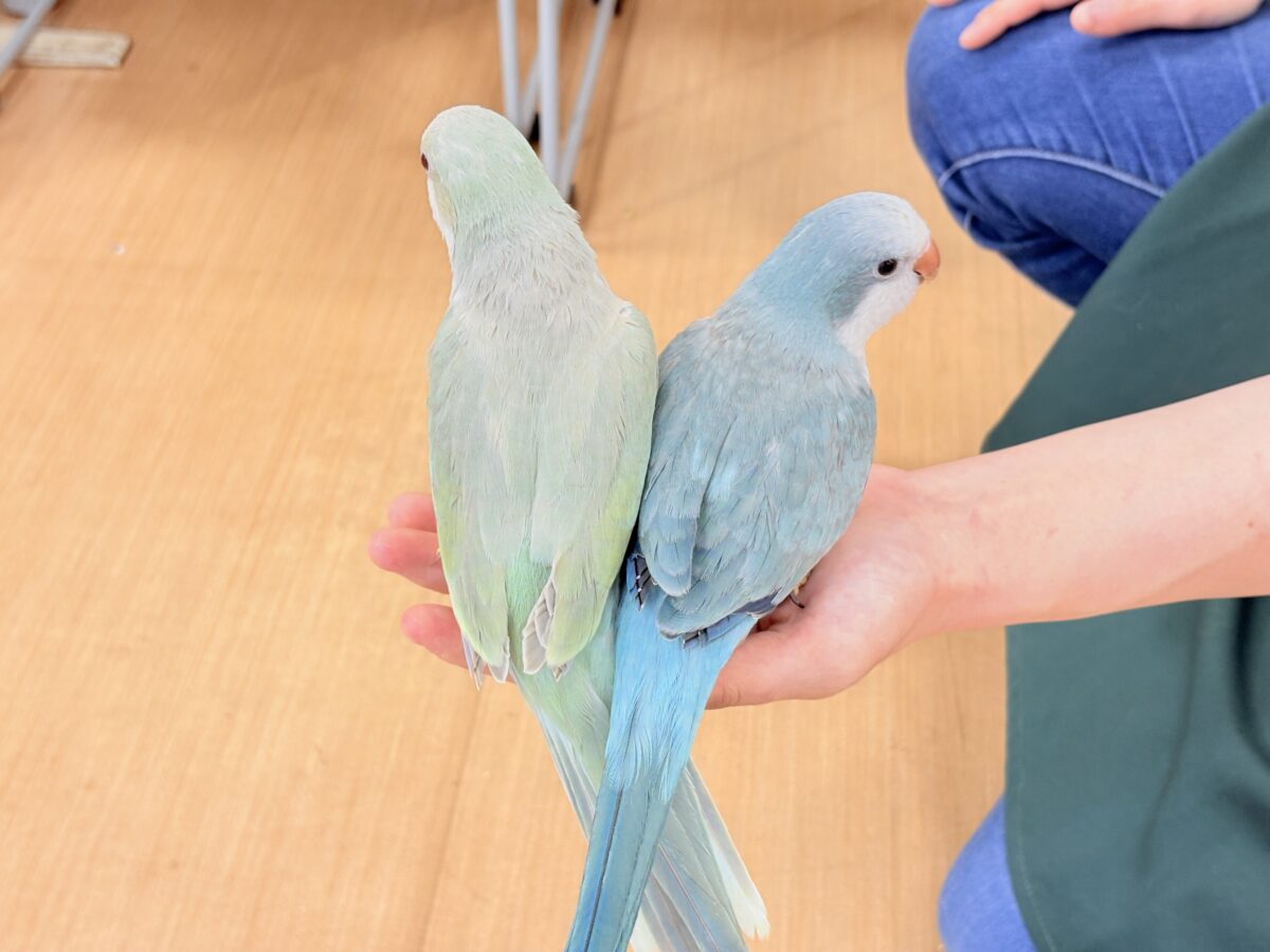 オキナインコ