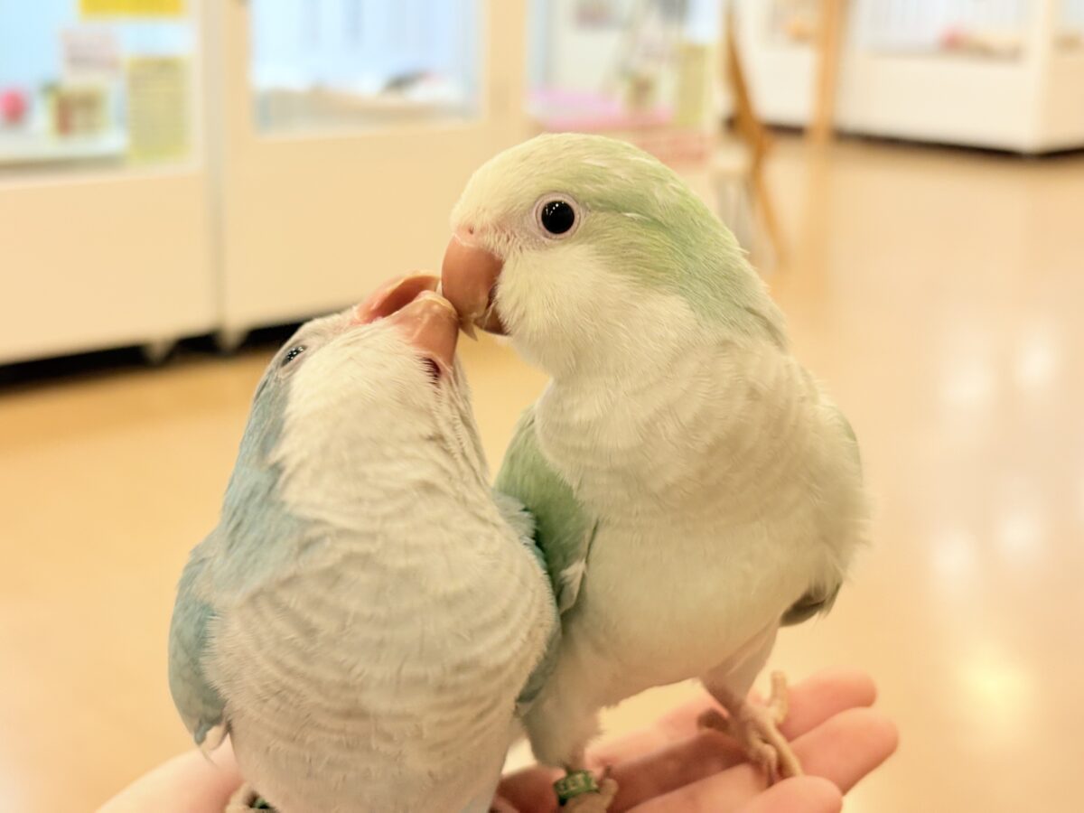 オキナインコ