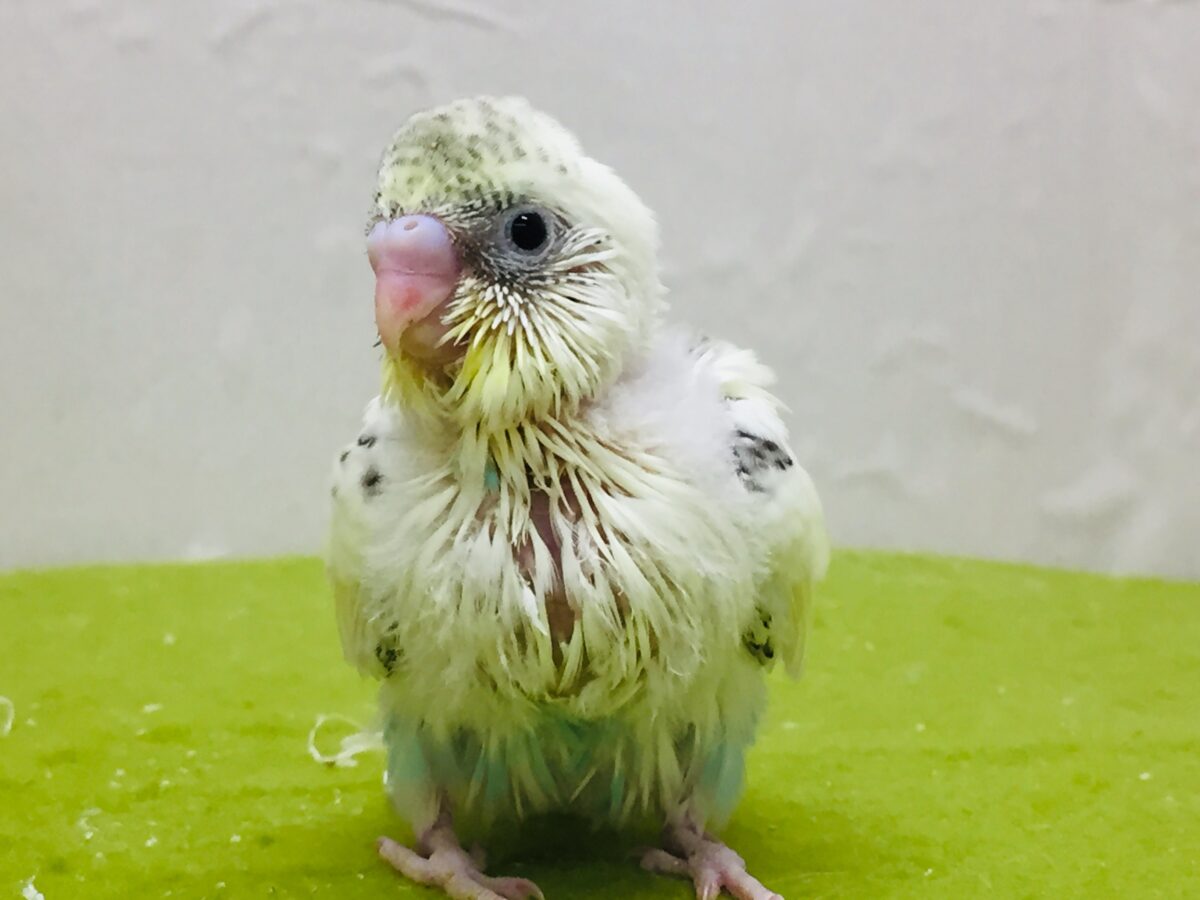 🌟🌟明るい色合いが魅力的🌟🌟 セキセイインコ(四色ハルクイン) セキセイインコ