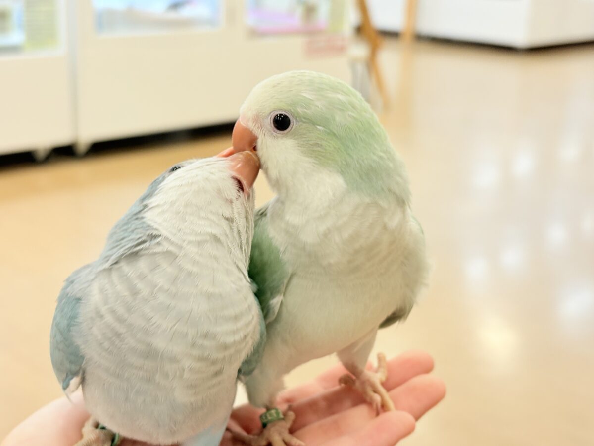 オキナインコ