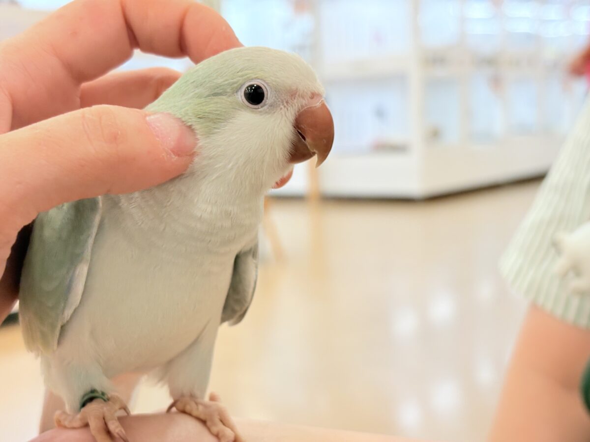 【最新画像更新🪄もうすぐひとり餌☆】来ったぞ♪来たぞ♬*°青リンゴ🐣🍏🫧オキナインコ(アクアブルーパリド) ヒナ オキナインコ