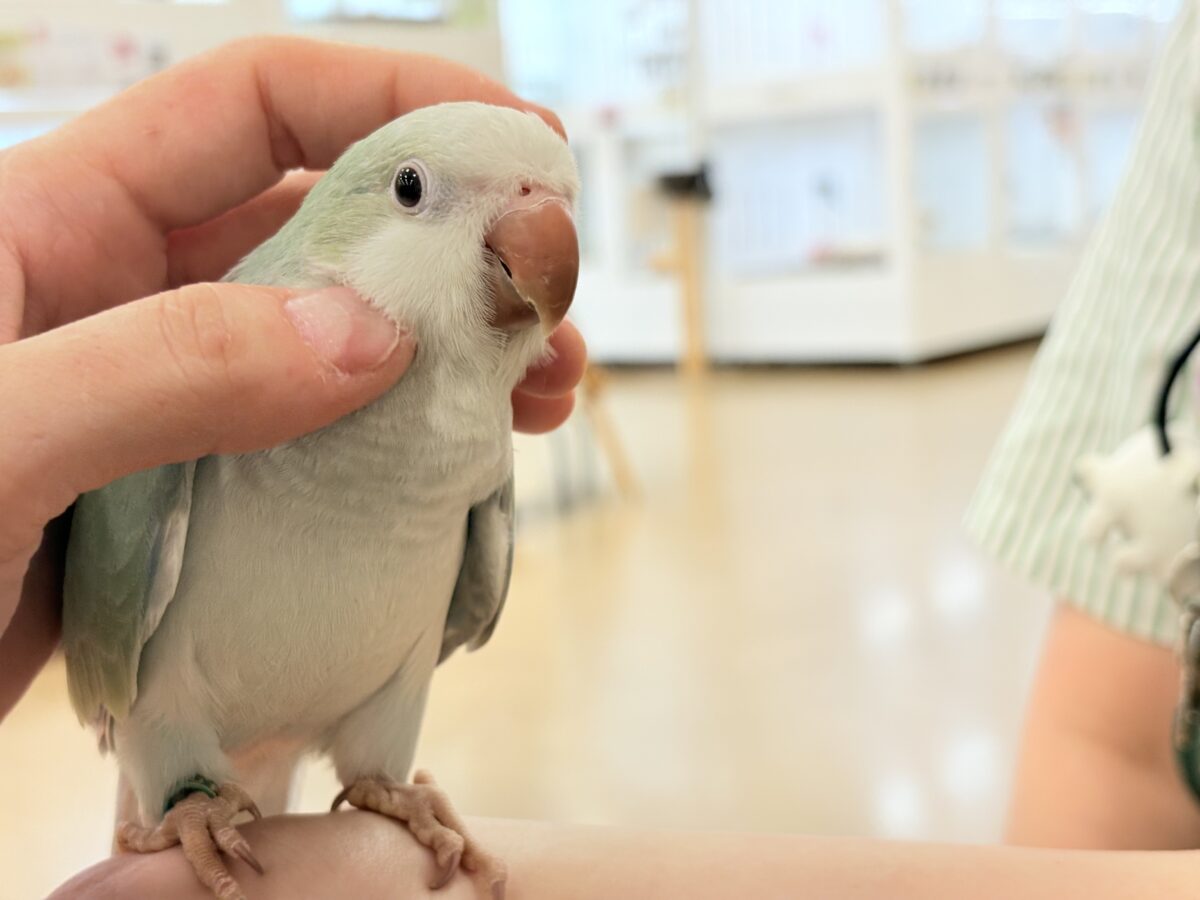【最新画像更新🪄もうすぐひとり餌☆】来ったぞ♪来たぞ♬*°青リンゴ🐣🍏🫧オキナインコ(アクアブルーパリド) ヒナ オキナインコ