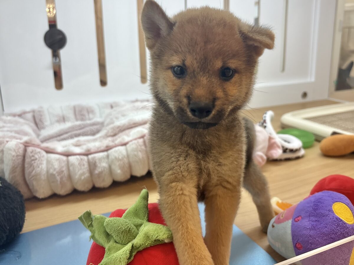 尻尾の止め方忘れました!!柴犬ちゃん! 柴犬