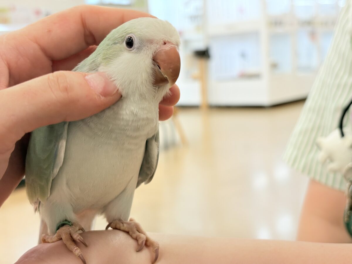 オキナインコ
