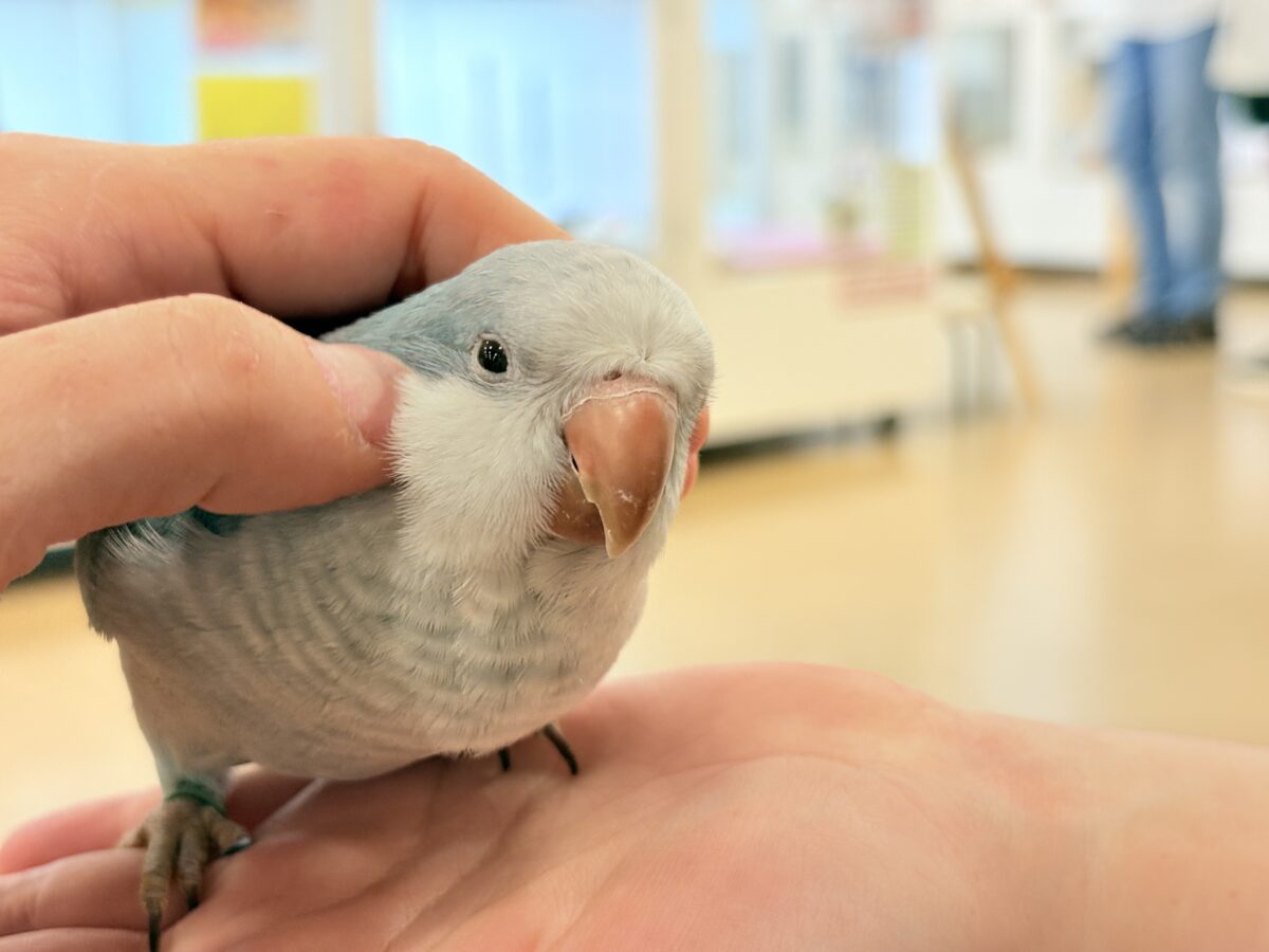 オキナインコ