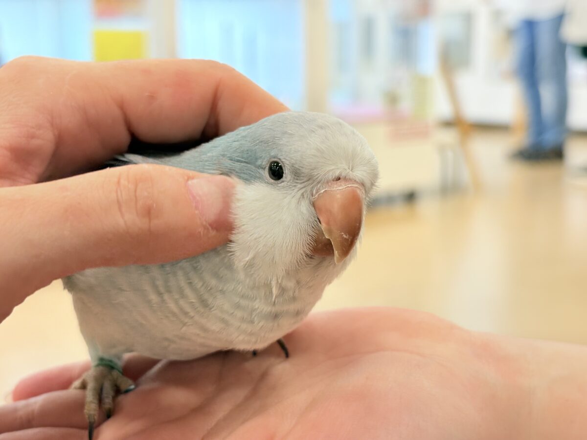 オキナインコ