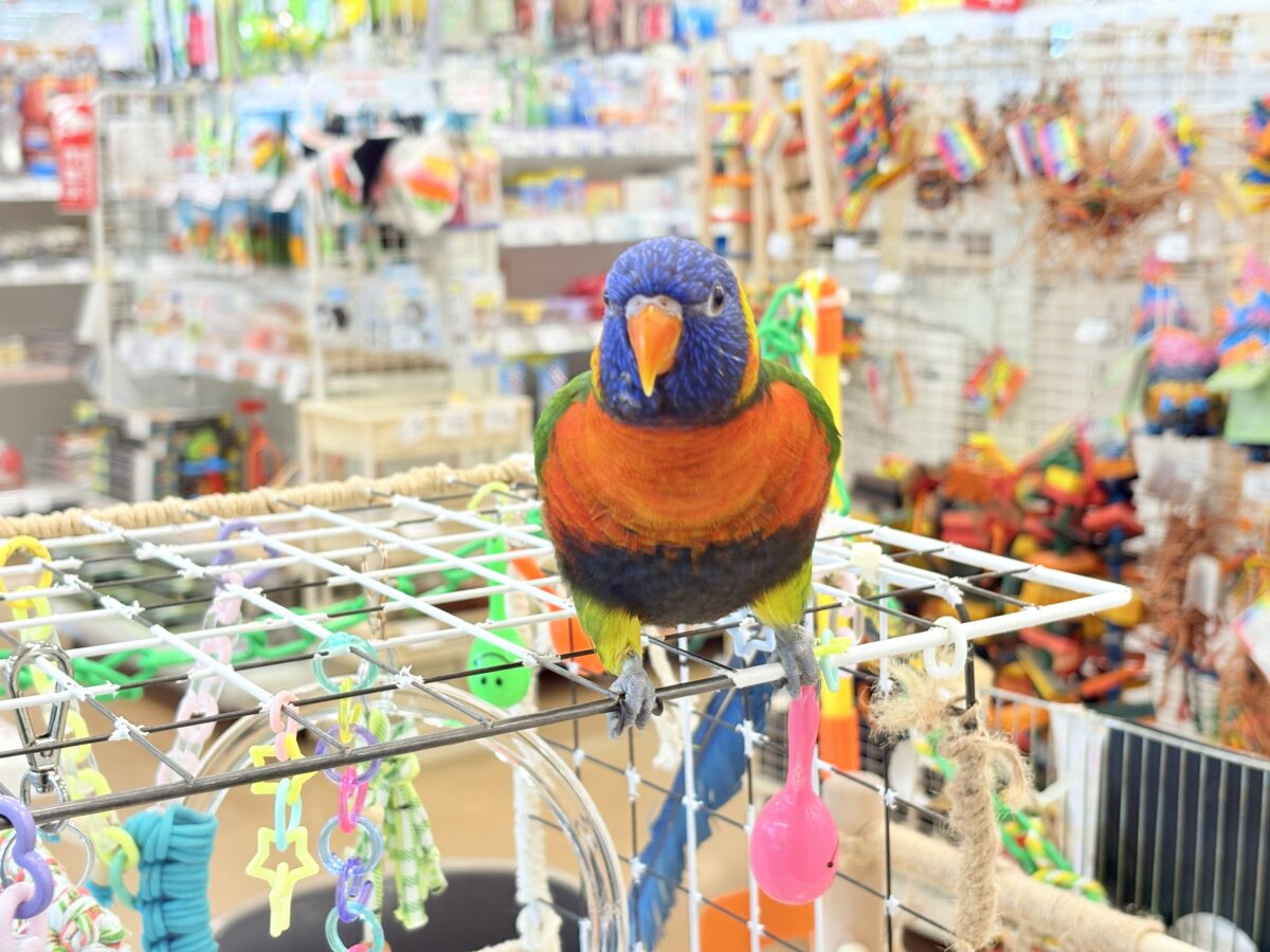 ゴシキセイガイインコ