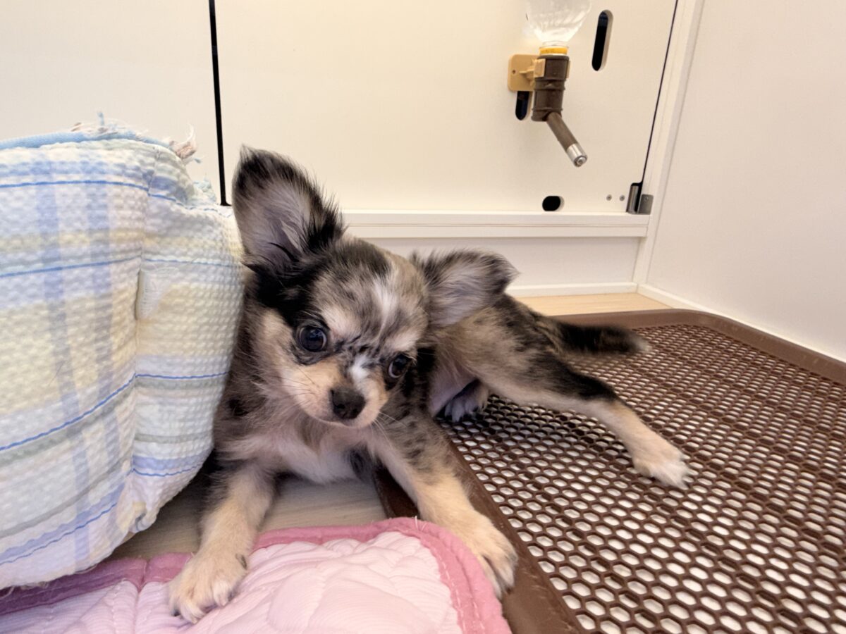 毛量みっちりムチムチボディーのハーフ犬(チワワ×kダックス)男の子入荷しました❤️ チワックス