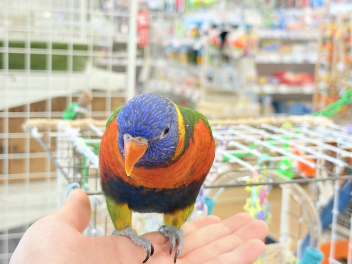 ゴシキセイガイインコ