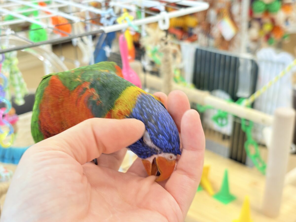 ゴシキセイガイインコ