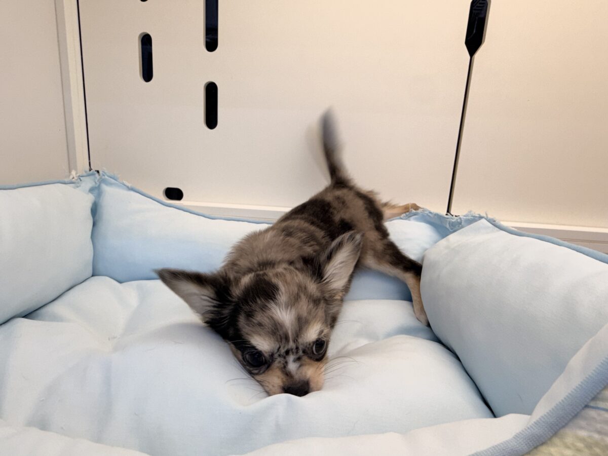 毛量みっちりムチムチボディーのハーフ犬(チワワ×kダックス)男の子入荷しました❤️ チワックス