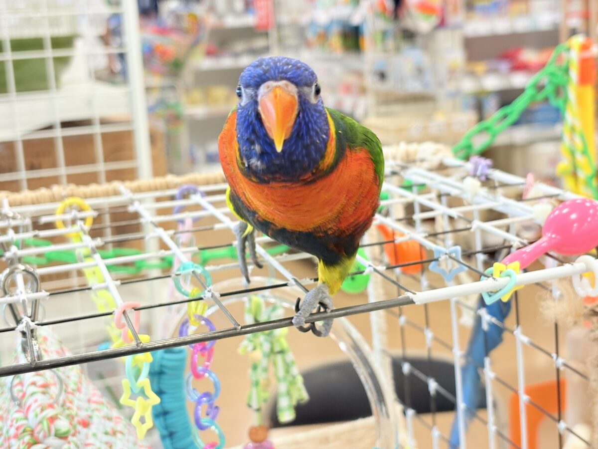 ゴシキセイガイインコ