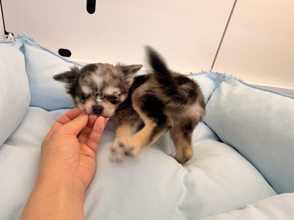 毛量みっちりムチムチボディーのハーフ犬(チワワ×kダックス)男の子入荷しました❤️ チワックス
