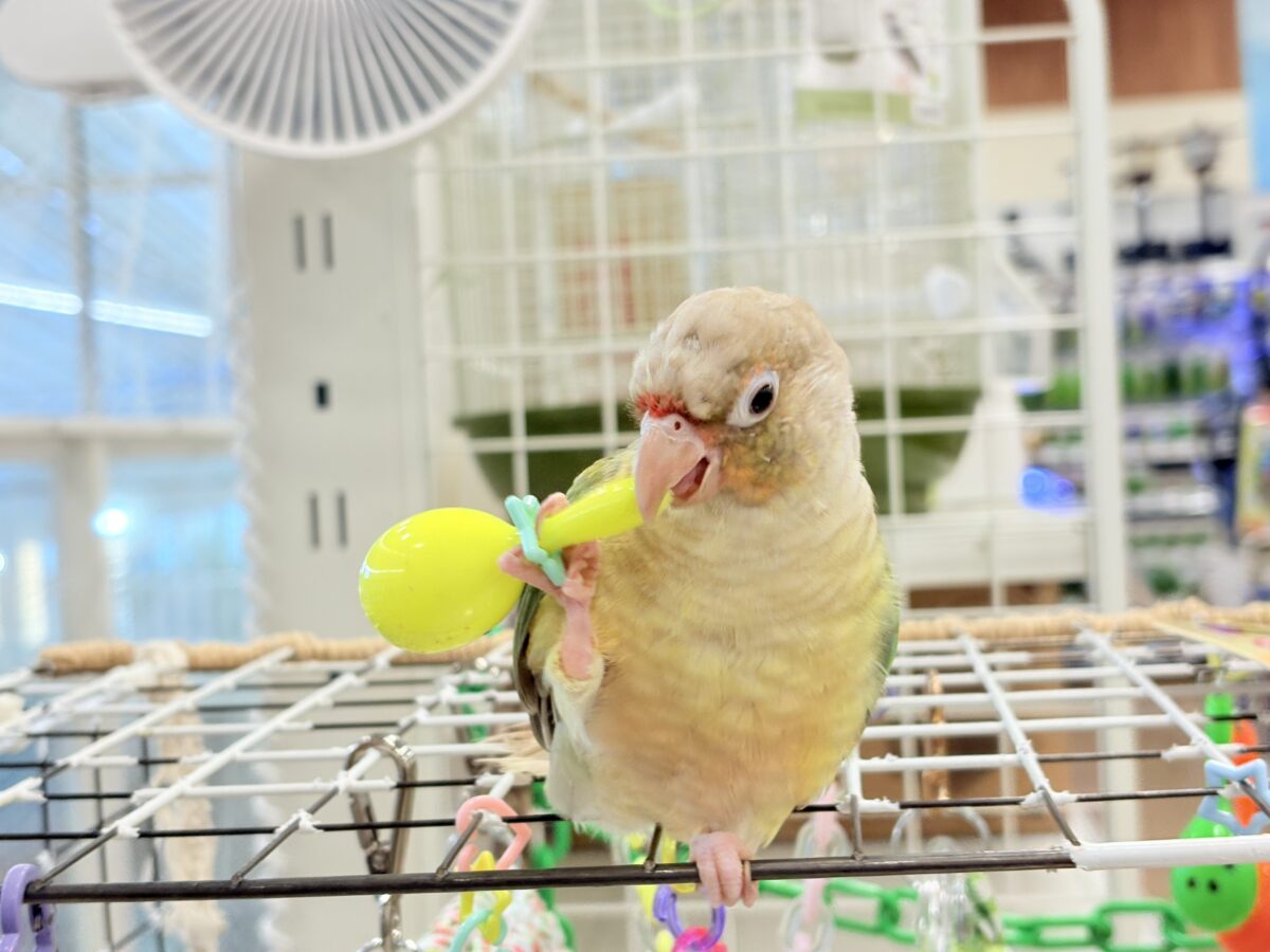 ホオミドリウロコインコ