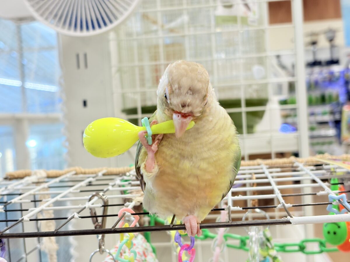 ホオミドリウロコインコ