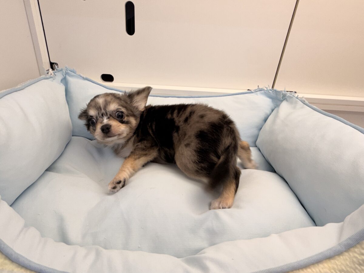 毛量みっちりムチムチボディーのハーフ犬(チワワ×kダックス)男の子入荷しました❤️ チワックス
