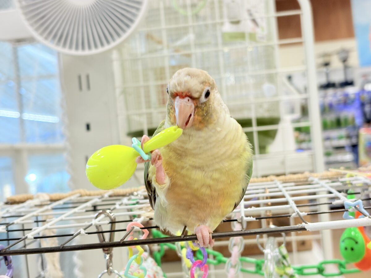 ホオミドリウロコインコ