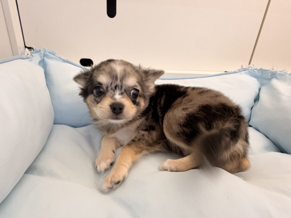 毛量みっちりムチムチボディーのハーフ犬(チワワ×kダックス)男の子入荷しました❤️ チワックス