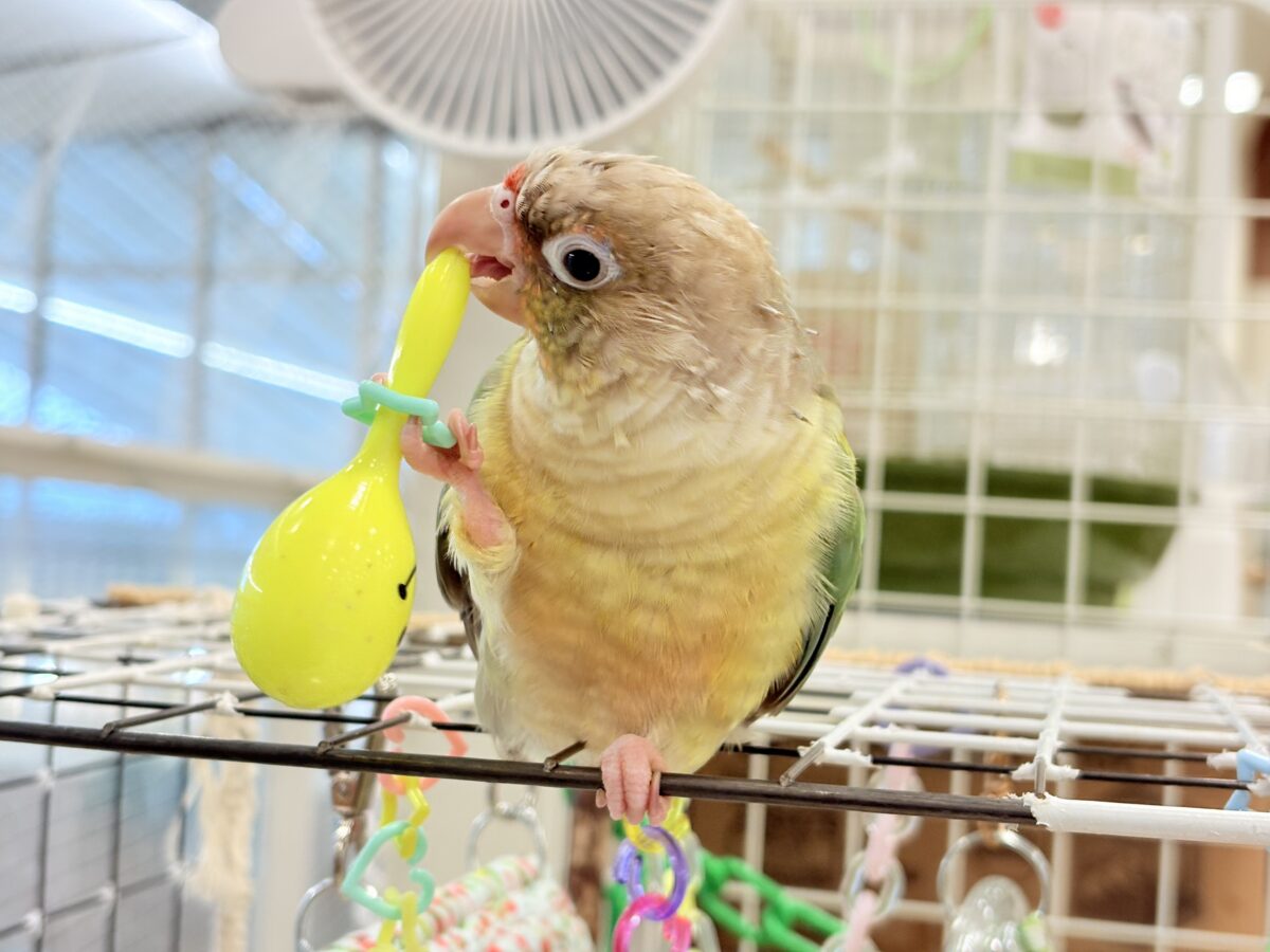 ホオミドリウロコインコ