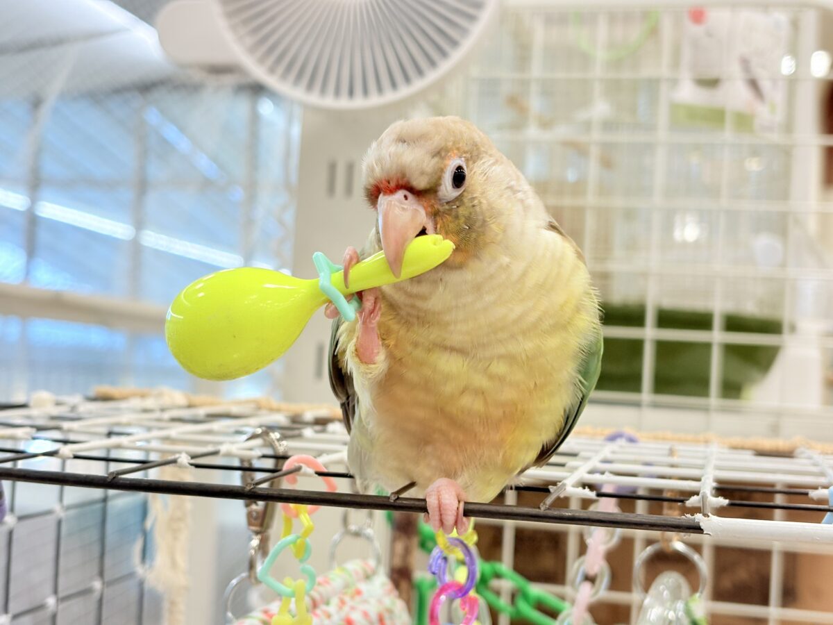 ホオミドリウロコインコ