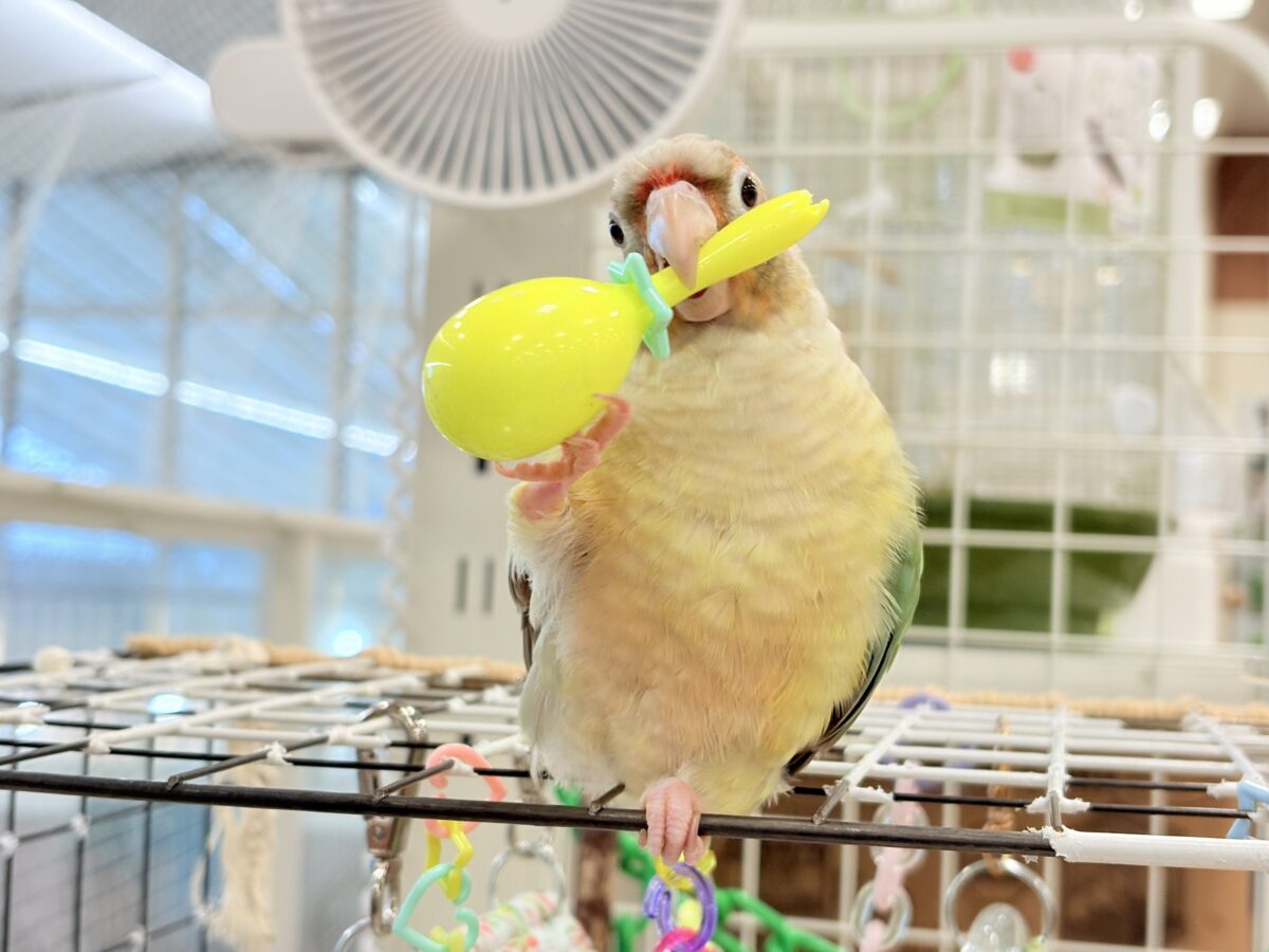 ホオミドリウロコインコ