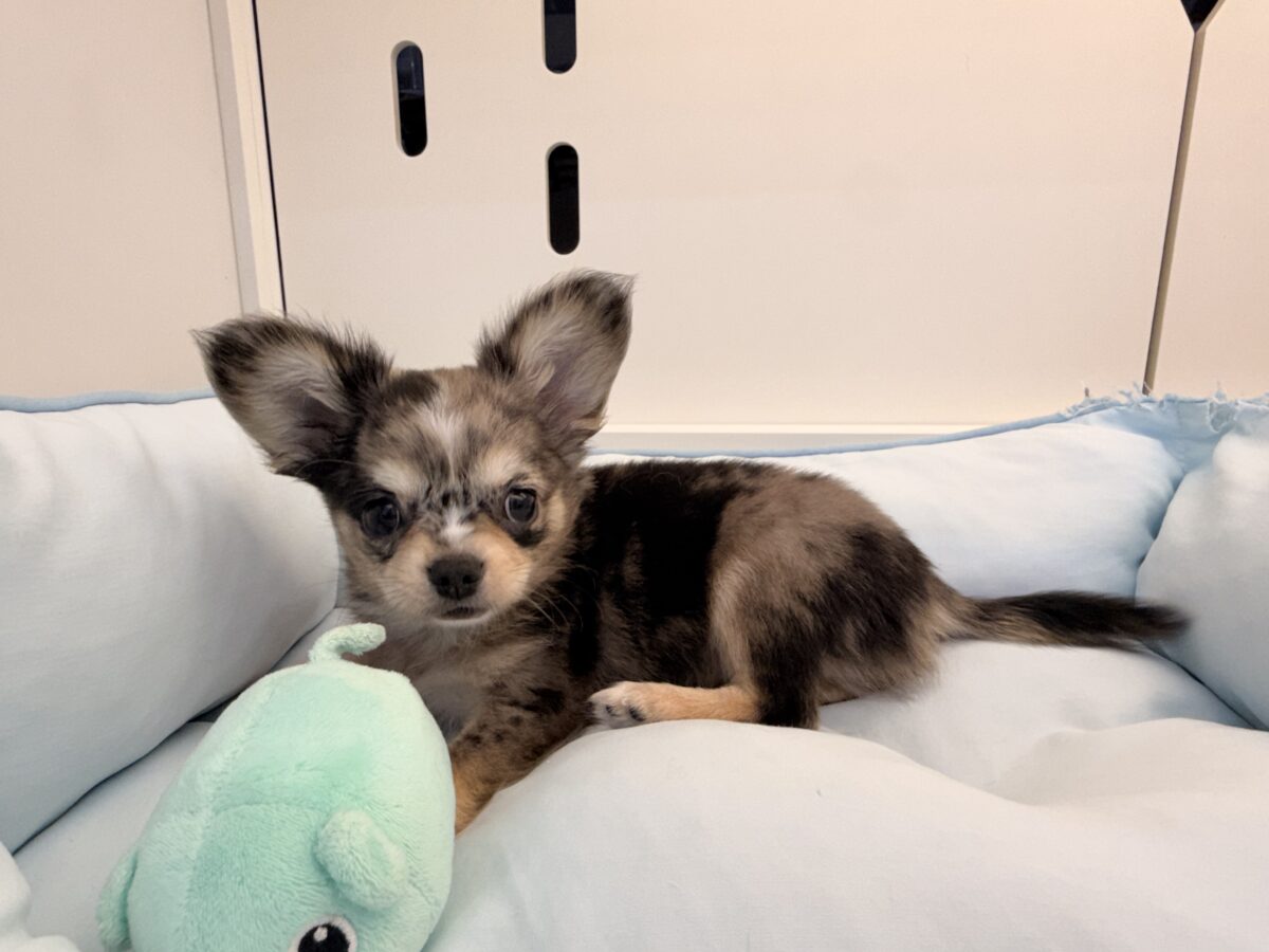 毛量みっちりムチムチボディーのハーフ犬(チワワ×kダックス)男の子入荷しました❤️ チワックス