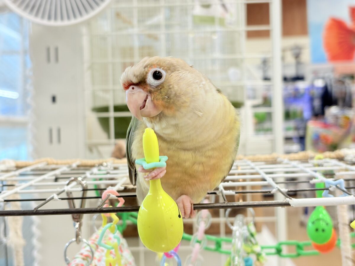 ホオミドリウロコインコ