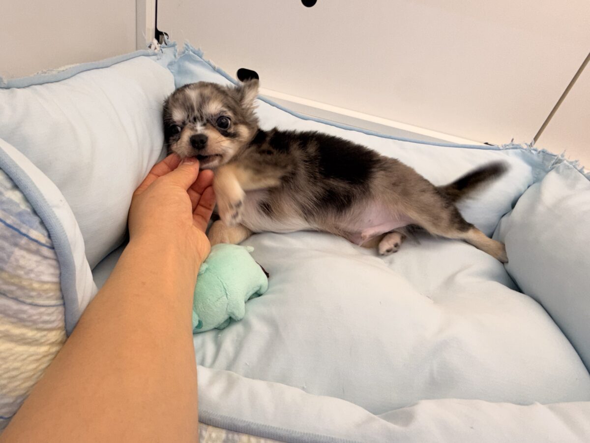 毛量みっちりムチムチボディーのハーフ犬(チワワ×kダックス)男の子入荷しました❤️ チワックス