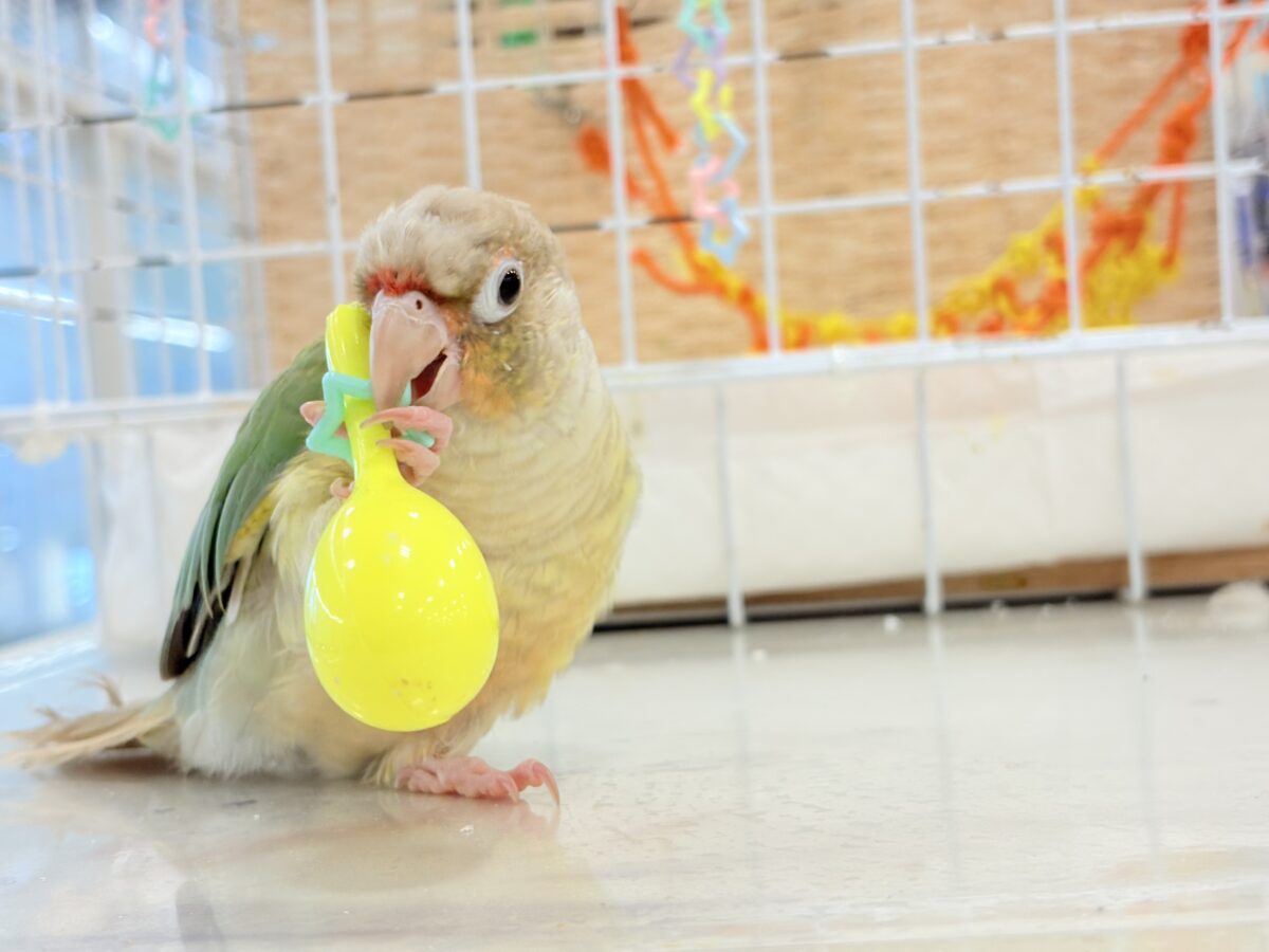 ホオミドリウロコインコ