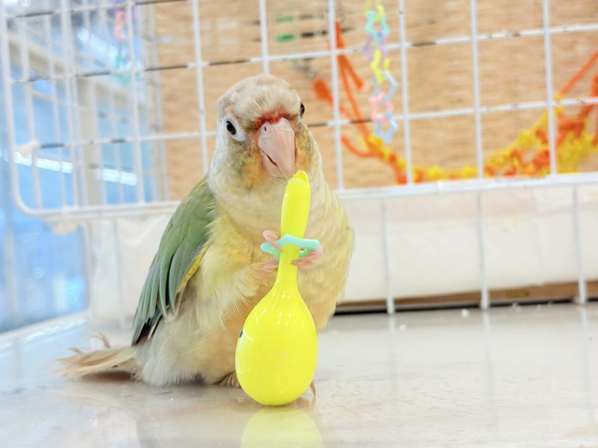 ホオミドリウロコインコ