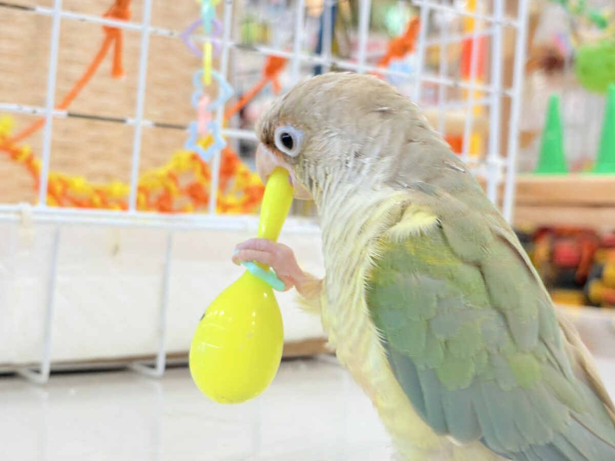 ホオミドリウロコインコ