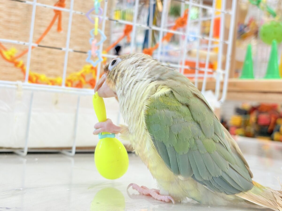 ホオミドリウロコインコ